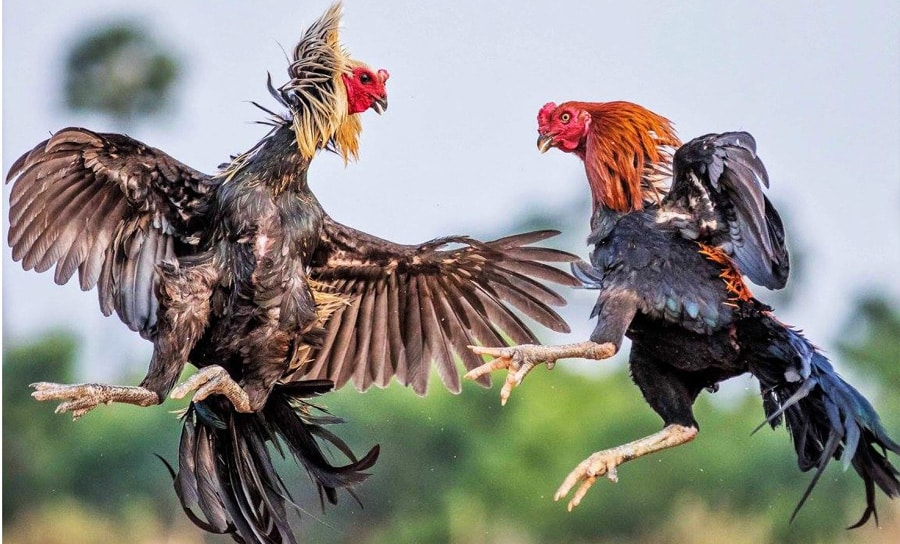 Gà Chọi Quảng Ngãi Sông Vệ đặc điểm nổi trội