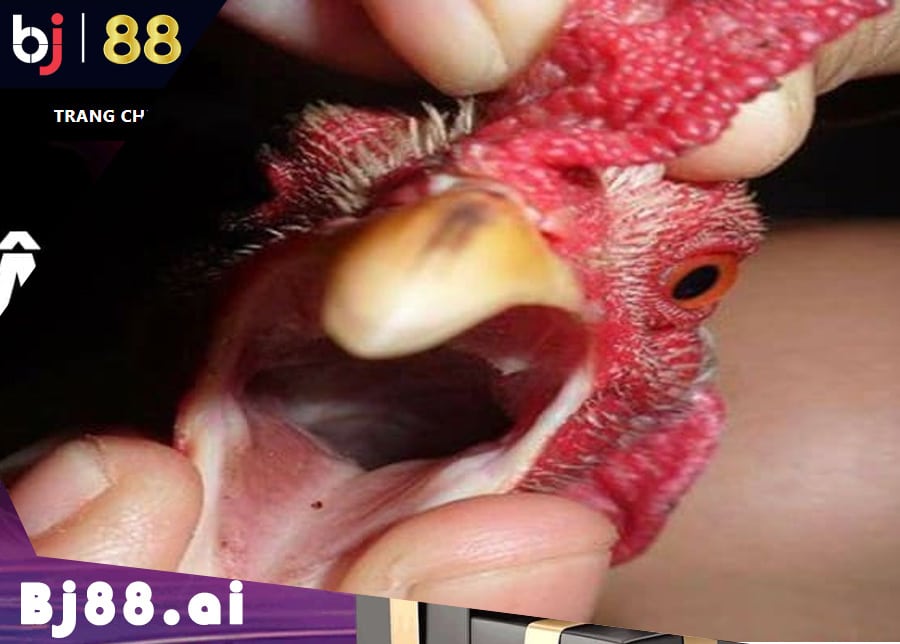 Gà Lưỡi Rắn đá hay không