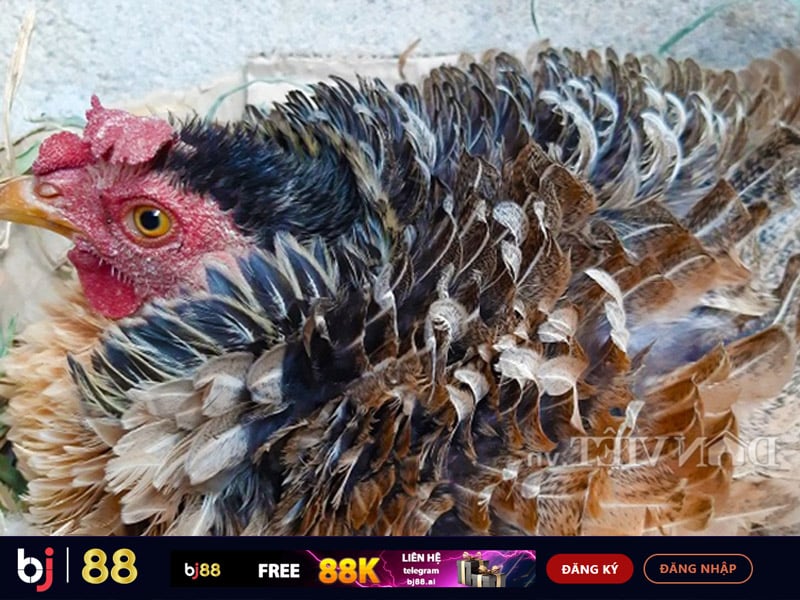 2. Nhổ Lông để Thúc Đẩy Quá Trình Thay Lông