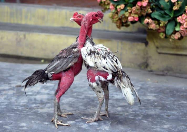 Gà Tự Phá Hình Là Gì