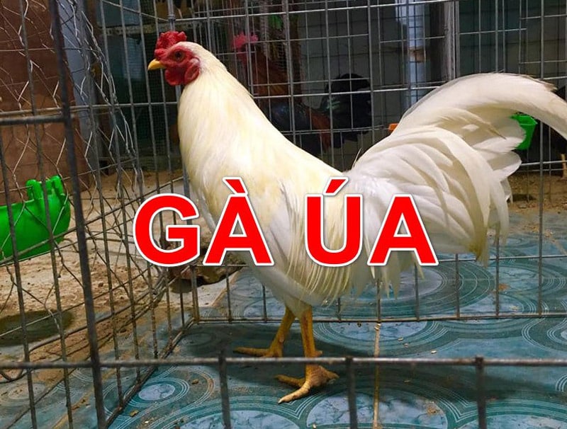 Gà Úa Là Màu Gì