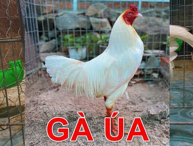 Gà Úa Là Màu Gì và Mệnh Gì?