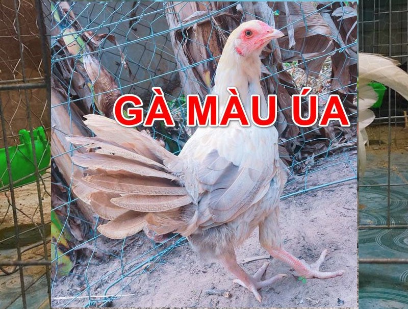 "Gà Úa Là Màu Gì" và Bí Quyết Chọn Ngày Đá May Mắn