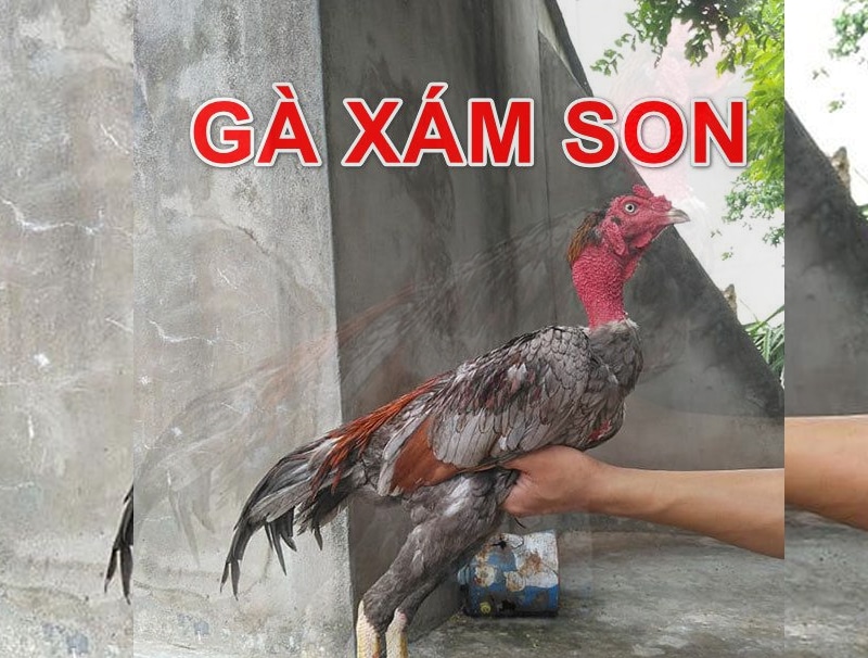 Gà Xám Son là gà màu gì