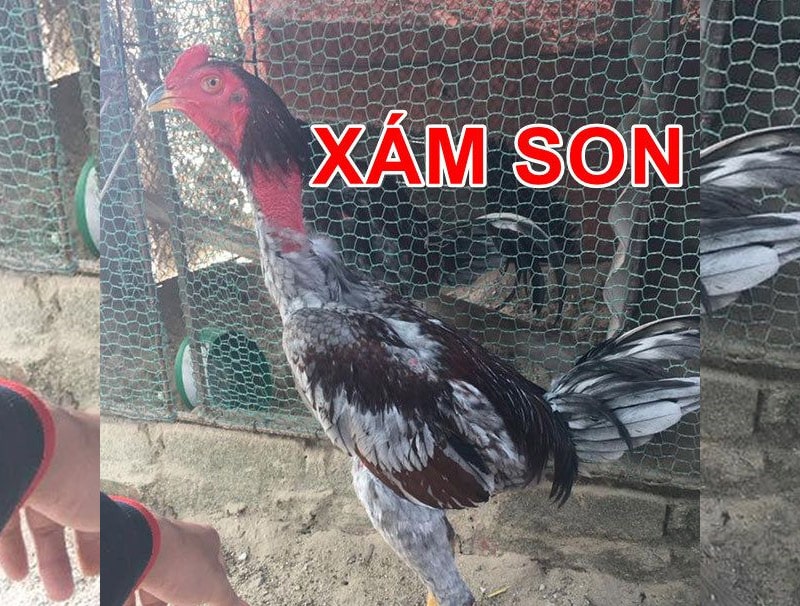 Chọn Ngày Đá Gà Xám son