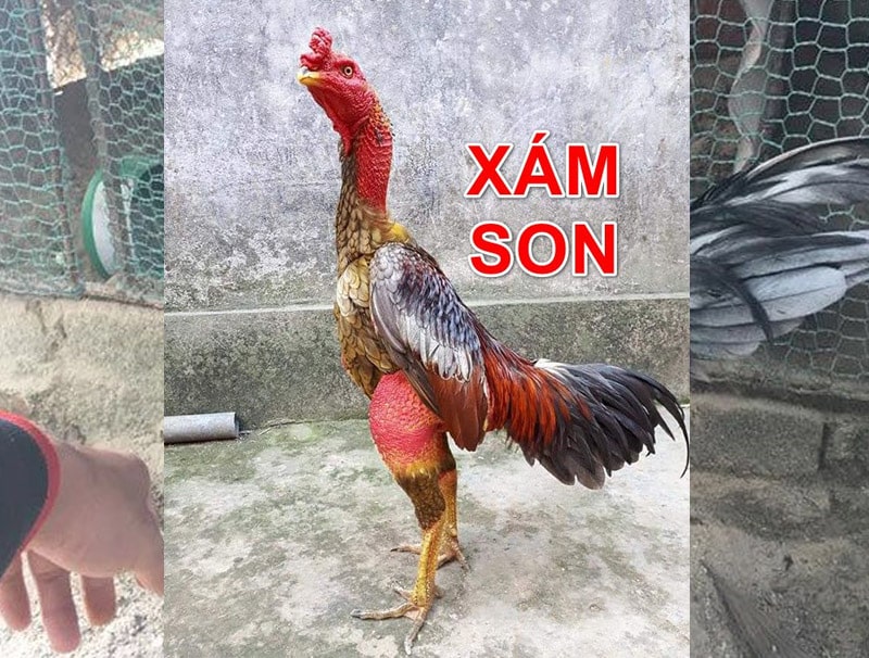 Gà xám son mạng gì?