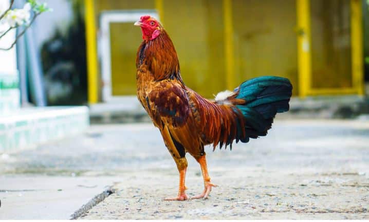 Phân loại gà theo đặc điểm đòn lối