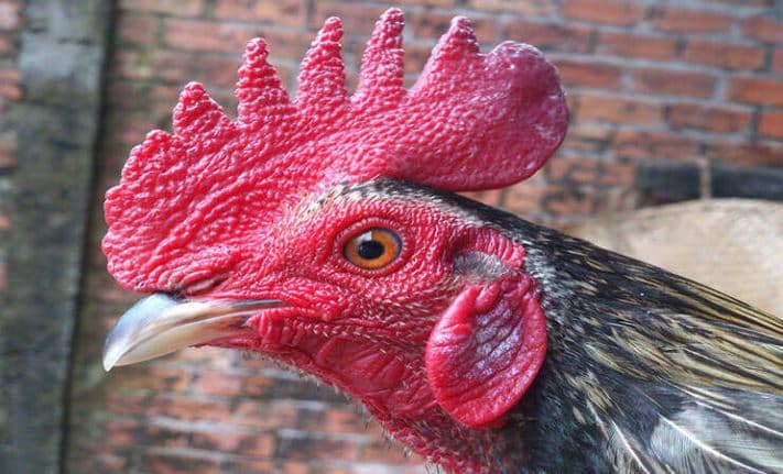 Cách Phòng Bệnh cho Gà Mặt Lúc Đỏ Lúc Tái
