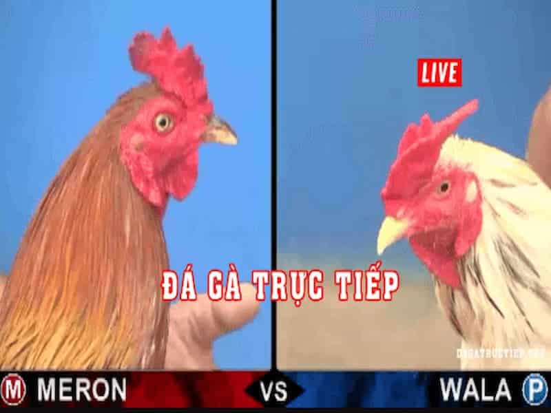 Tìm hiểu về đá gà trực tiếp hôm nay