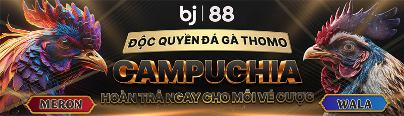Cá cược đá gà tại trường gà quốc tế Thomo tại Việt Nam ngày trên ứng dụng Bj88.ai