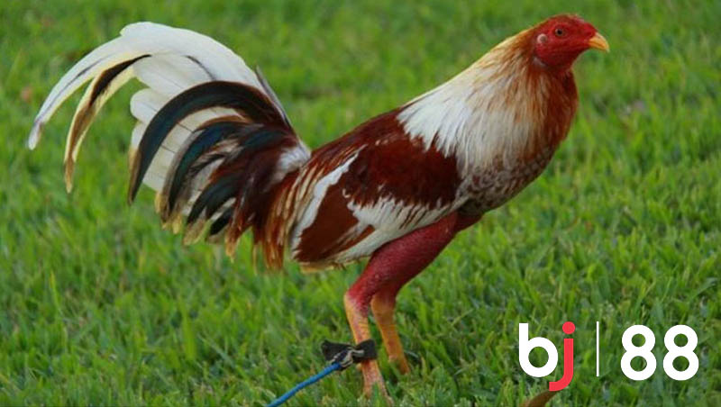 Đặc điểm ngoại hình của giống gà Cuban