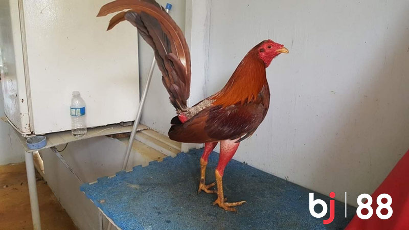 Giới thiệu về dòng gà Cuban