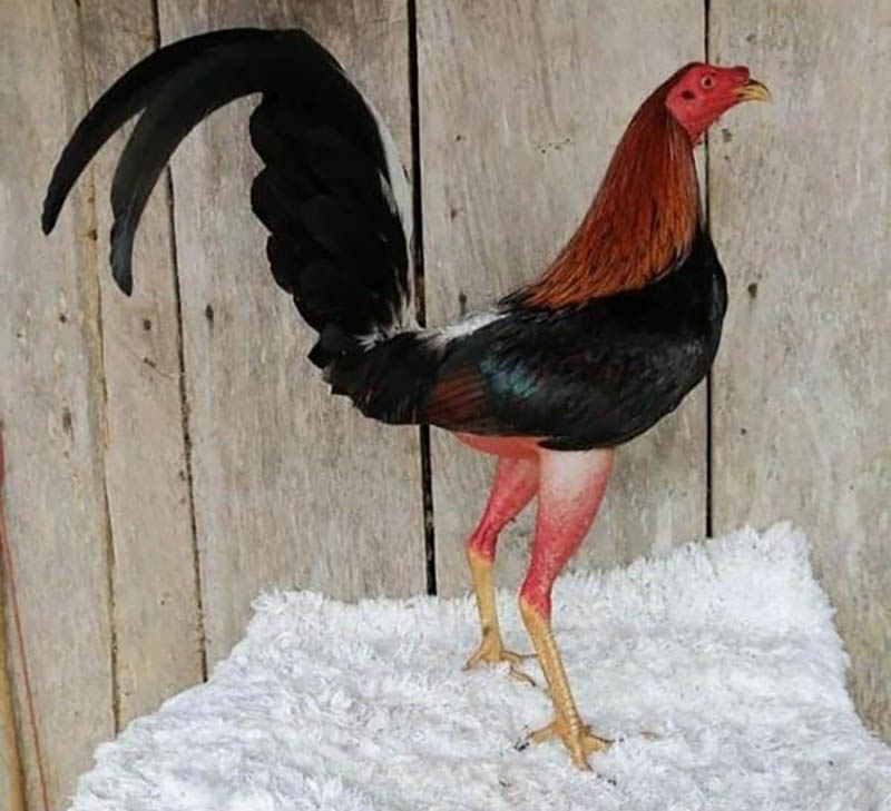 Nhược điểm của gà Cuban các sư kê cần lưu ý