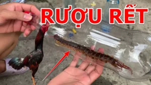 Rượu Rết Chữa Bệnh Cho Gà Hiệu Quả Không?