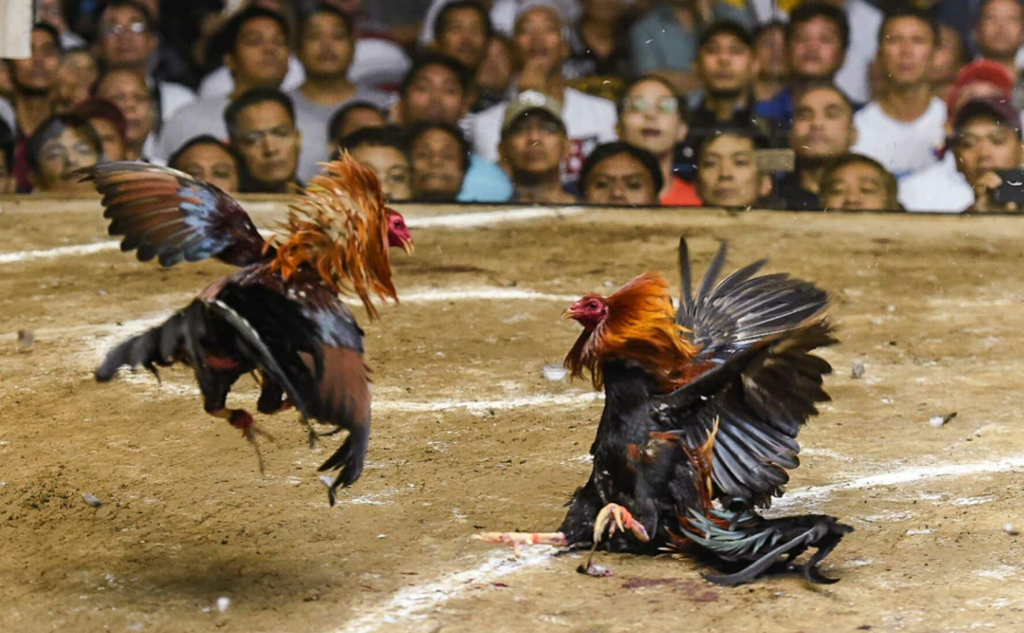 Chuồng Trại Thoáng Mát, Sạch Sẽ