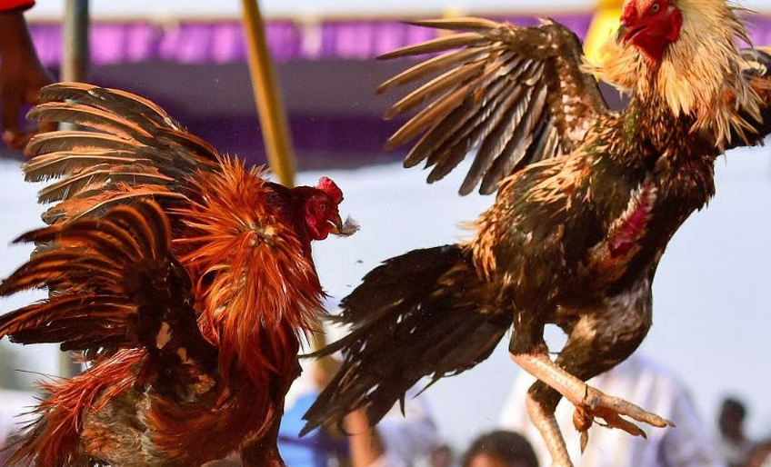 Mẹo Nuôi Gà Nhanh Lớn Bằng Kỹ Thuật Thực Tế