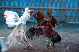 Những Sai Lầm Cần Tránh Khi Nuôi Gà Tre