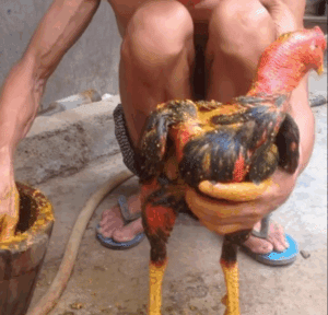 Nguyên Liệu Làm Nghệ Cho Gà Đá