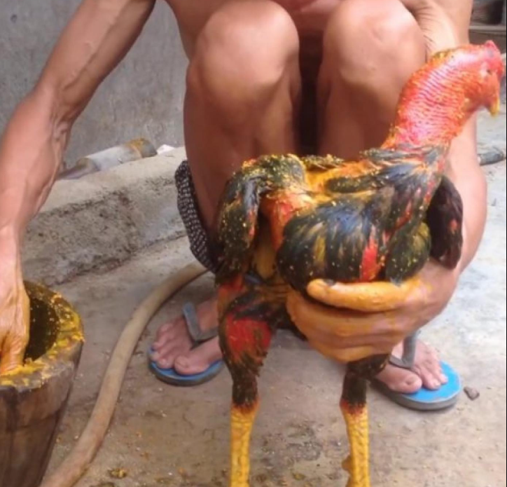 Nguyên Liệu Làm Nghệ Cho Gà Đá