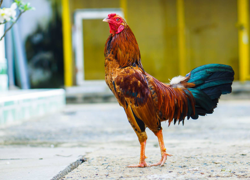 Lưu Ý Quan Trọng Khi Vào Nghệ Cho Gà Chọi