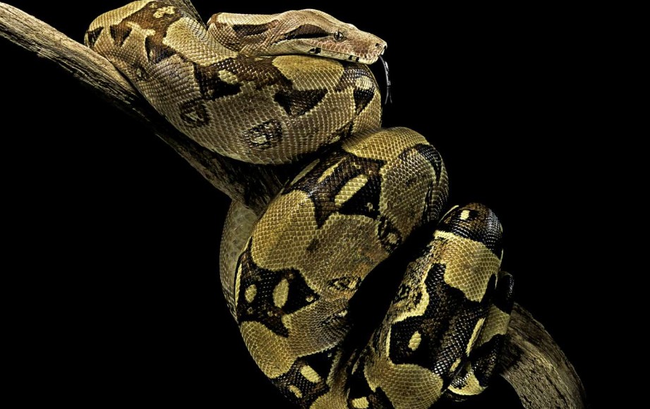 Giải mã chi tiết các giấc mơ về rắn khi mang thai