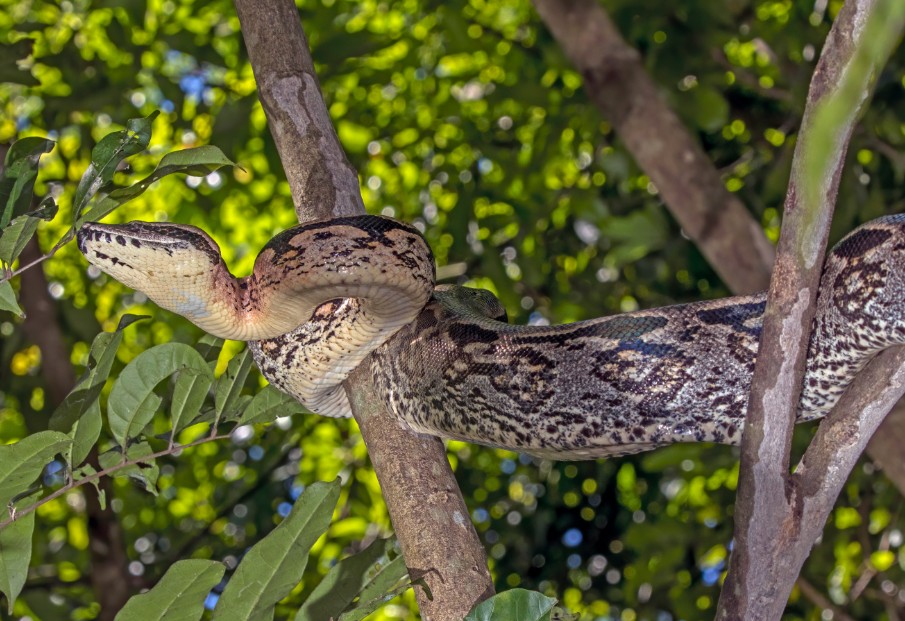 Ý nghĩa của việc mơ thấy rắn khi mang bầu trong Văn Hóa & Tâm Lý Học